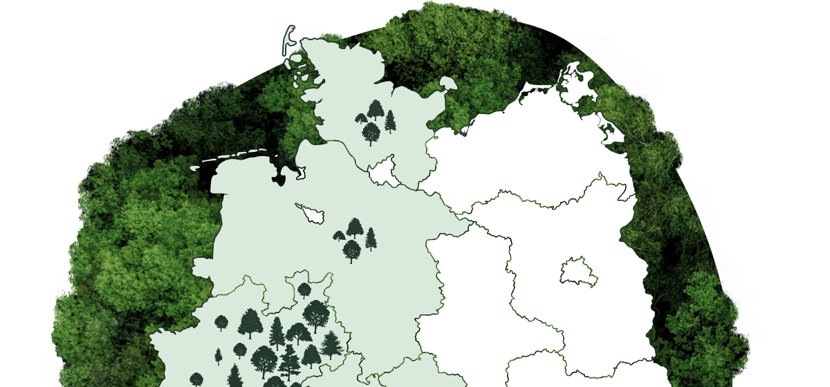 Karte von Deutschland mit Baumsymbolen in mehreren Bundesländern, um bewaldete Gebiete zu markieren. Die Gebiete mit den meisten Bäumen ist NRW. Weitere Bäume wurden in Niedersachsen, Hessen, Thüringen und Schleswig Holstein gepflanzt.