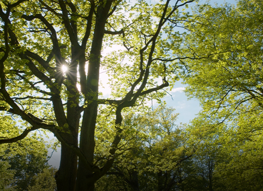 Sonnenstrahlen scheinen durch die Äste eines großen Baums mit grünen Blättern.