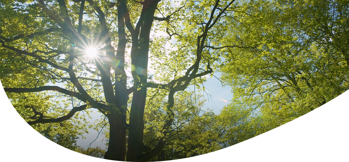 Ein Baum im Sonnenschein