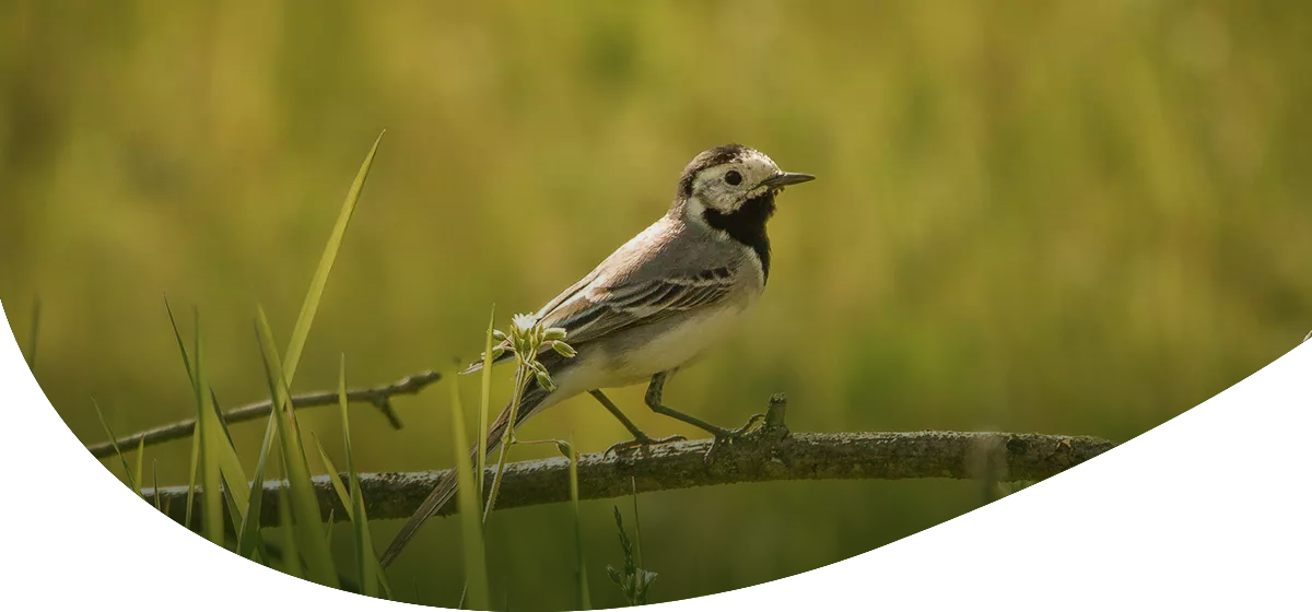 Grau-weiß-schwarzer Vogel sitzt auf einem Ast vor unscharf grünem Hintergrund.
