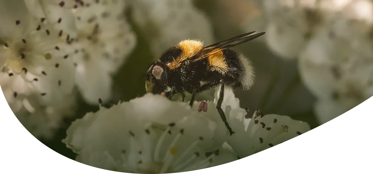 Biene sitzt auf einer weißen Blüte.