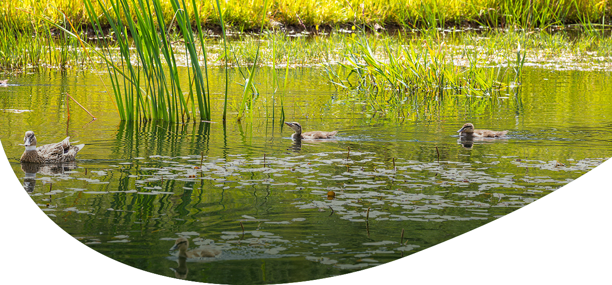 Drei Enten schwimmen auf einem Teich mit Wasserpflanzen und Schilf am Ufer.
