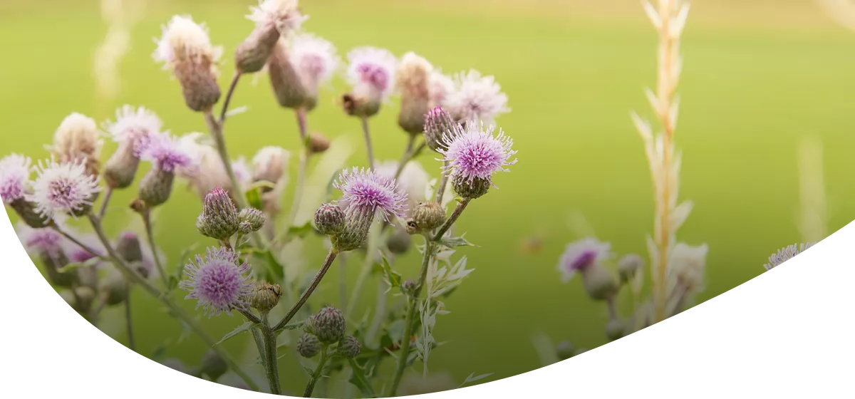 Blühende Distelblüten mit lila Blütenköpfen vor unscharf grünem Hintergrund.