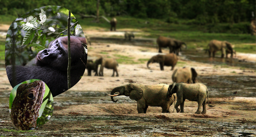 Elefantenherde trinkt Wasser an einem Flussufer im Wald, Nahaufnahme eines Gorillagesichts und ein Frosch auf Blättern.