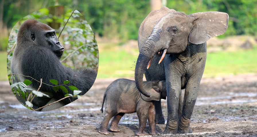 Elefantenmutter mit Jungtier, das an ihrem Rüssel saugt, daneben ein Porträt eines Gorillas.