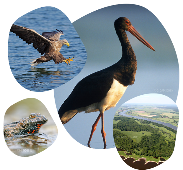 Vier runde Ausschnitte zeigen einen Schwarzstorch mit langem Schnabel und roten Beinen, Seeadler im Flug über Wasser, Nahaufnahme eines Frosches, Luftaufnahme eines Flusslaufs mit Wald und Feldern.