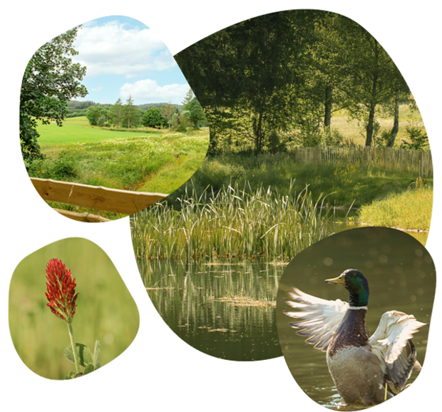 Vier Ausschnitte in denen eine Ente, ein Teich, ein Wald und eine Pflanze abgebildet ist.