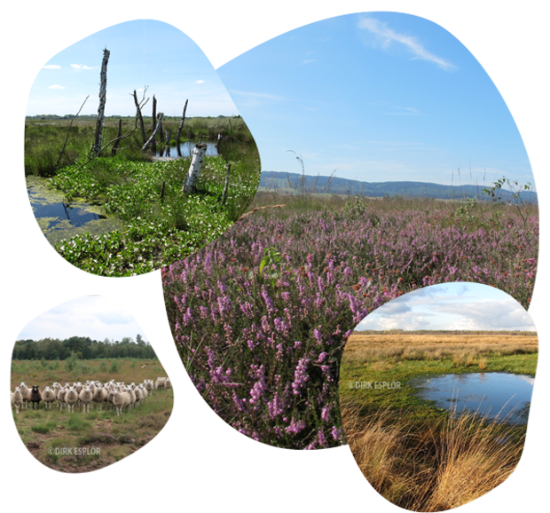 Vier runde Ausschnitte zeigen eine Heidelandschaft mit blühendem Heidekraut, ein Moorgebiet mit abgestorbenen Bäumen, eine Schafherde auf einer Wiese und ein kleines Gewässer in einer Graslandschaft.