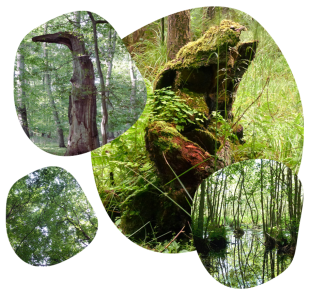 Vier runde Ausschnitte zeigen Waldszenen mit alten Bäumen, Moos, dichtem Laub und einem kleinen Wasserbereich mit Spiegelung.