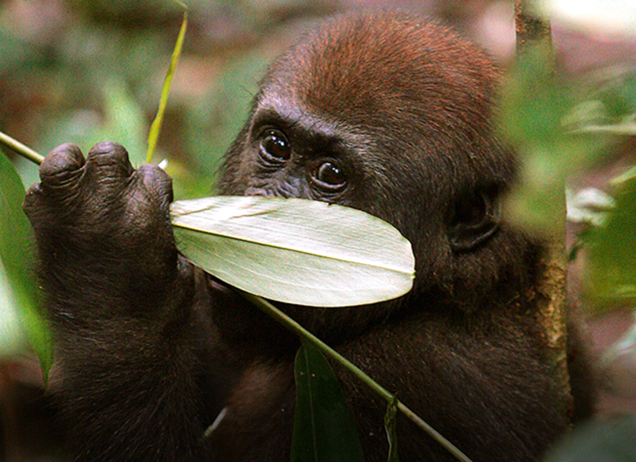 Junger Gorilla hält ein großes Blatt vor seinem Gesicht im Dschungel.