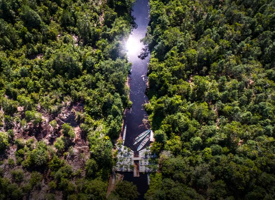Luftaufnahme von einem dicht bewaldeten Dschungel mit einem Fluss.