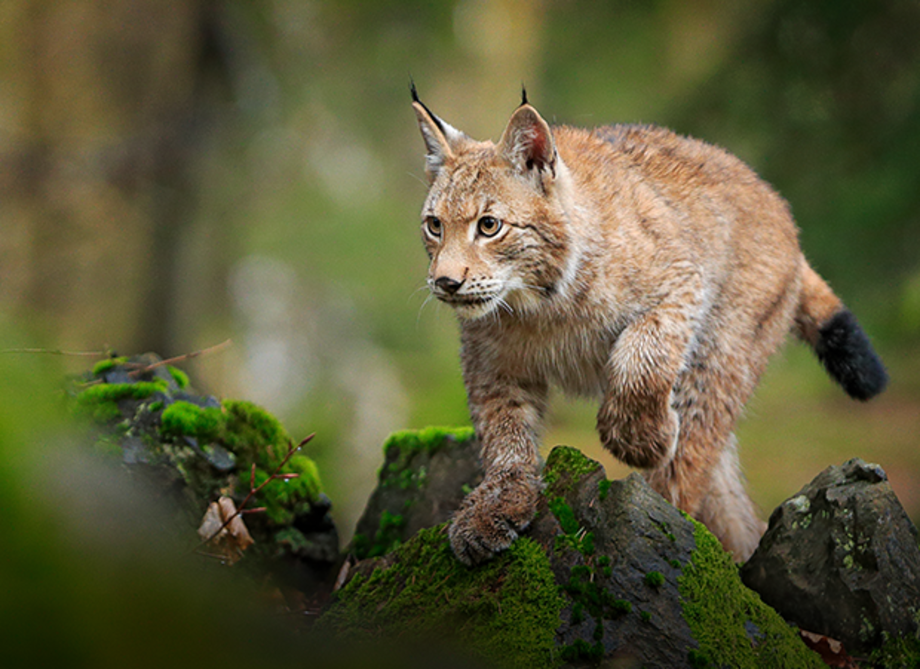 Luchs mit hellbraunem Fell und schwarzen Ohrspitzen schleicht über moosbedeckte Steine im Wald.