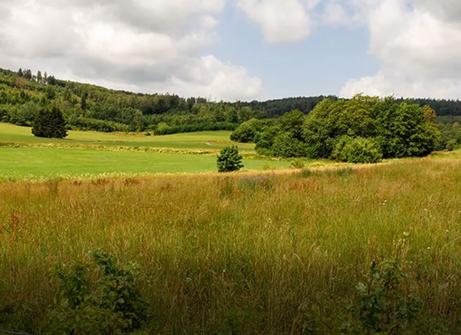 Grüne Wiesen mit Bäumen und bewaldeten Hügeln unter bewölktem Himmel.
