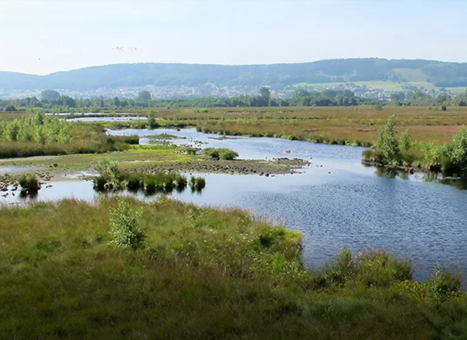 Fluss mit mehreren Wasserarmen fließt durch grüne Wiesen und Büsche, im Hintergrund bewaldete Hügel und blauer Himmel.
