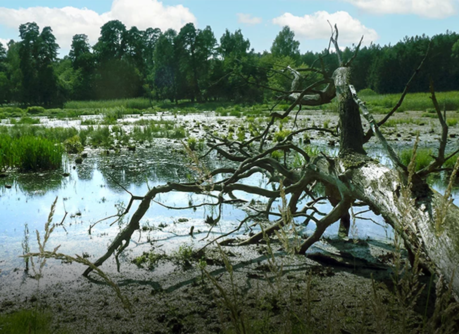 Feuchtgebiet mit Wasser, Schilf und umgestürztem Baum, im Hintergrund Wald unter blauem Himmel.