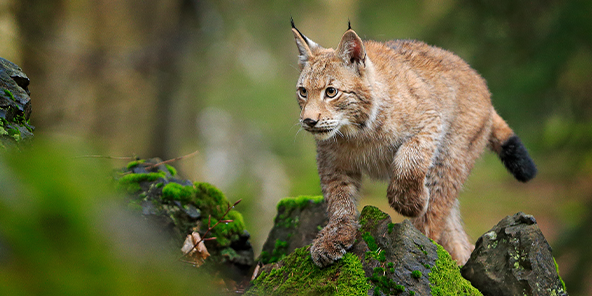 Luchs mit hellbraunem Fell und schwarzen Ohrspitzen schleicht über moosbedeckte Steine im Wald.