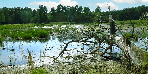 Feuchtgebiet mit Wasser, Schilf und umgestürztem Baum, im Hintergrund Wald unter blauem Himmel.