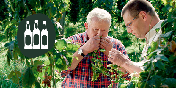Zwei Männer in einem Hopfengarten, einer hält Hopfen in der Hand und riecht daran.