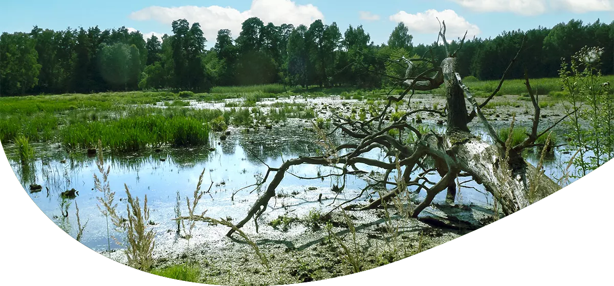 Feuchtgebiet mit Wasser, Schilf und umgestürztem Baum, im Hintergrund Wald unter blauem Himmel.