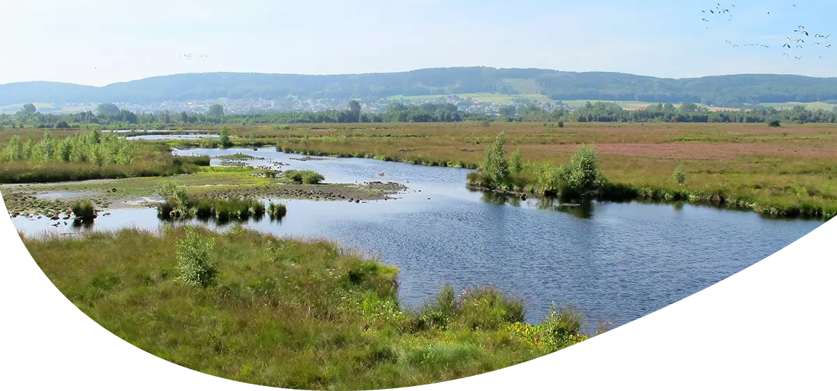 Fluss mit mehreren Wasserarmen fließt durch grüne Wiesen und Büsche, im Hintergrund bewaldete Hügel und blauer Himmel.