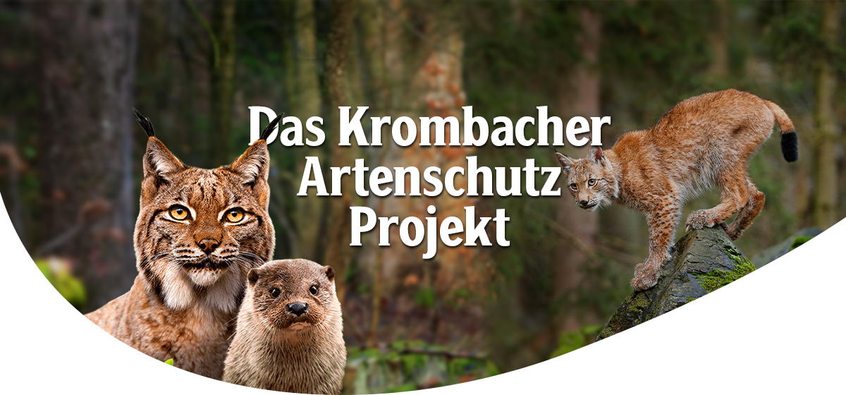 Luchs, Fischotter und Wildkatze vor Waldhintergrund mit Headline 'Das Krombacher Artenschutz Projekt'.