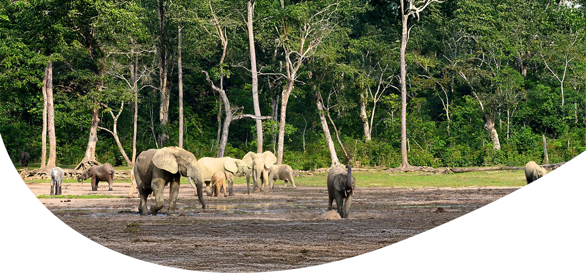 Eine Herde Elefanten steht auf einer Lichtung vor einem dichten Wald mit hohen Bäumen.