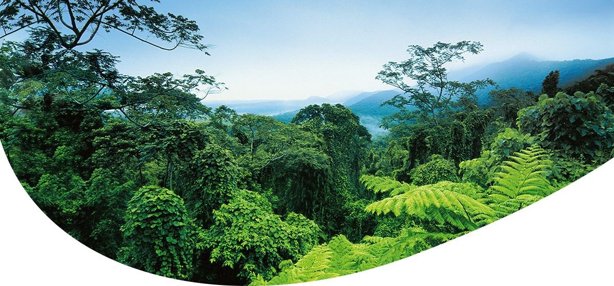 Blick auf dichten tropischen Regenwald mit verschiedenen grünen Pflanzen und Bäumen unter blauem Himmel.