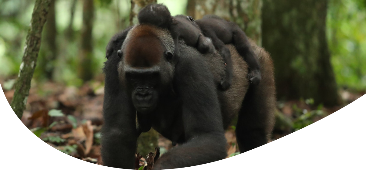 Gorilla mit zwei Jungtieren auf dem Rücken im Wald.