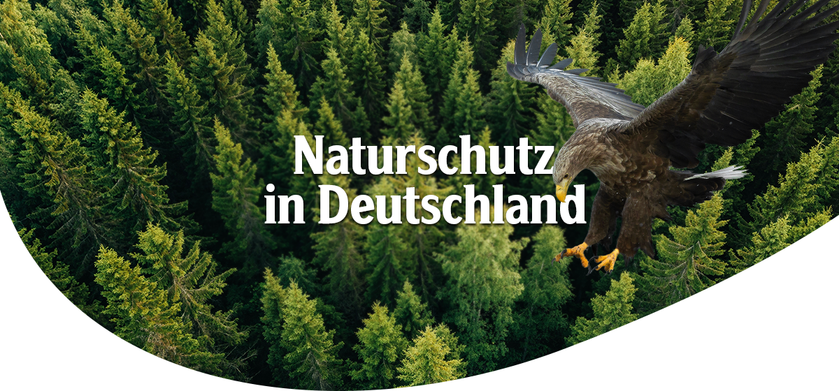 Ein Adler fliegt über einen dichten Nadelwald, Headline: 'Naturschutz in Deutschland'.