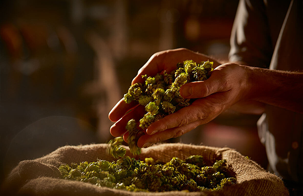Hände schütten Hopfen in einen offenen Jutesack.