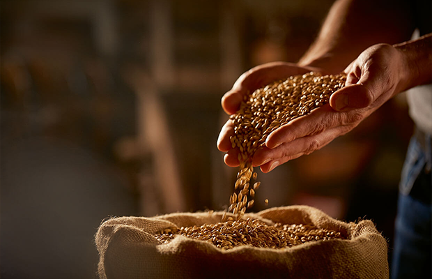 Hände schütten Malzkörner in einen offenen Jutesack.