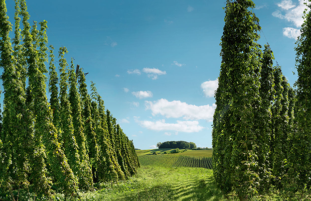 Zu sehen ist eine Reihe hoher Hopfenpflanzen in einem Feld, unter blauem Himmel mit vereinzelten Wolken.