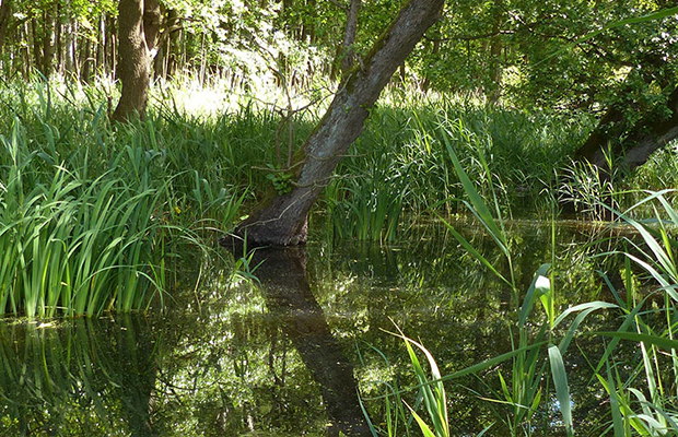 Kleiner Teich im Wald mit grünem Schilf und Bäumen, die sich im Wasser spiegeln.