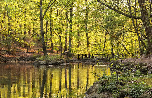 Wald mit Bäumen und gelbgrünen Blättern am ruhigen Teichufer im Herbst.