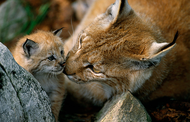 Luchsmutter mit ihrem Junges.