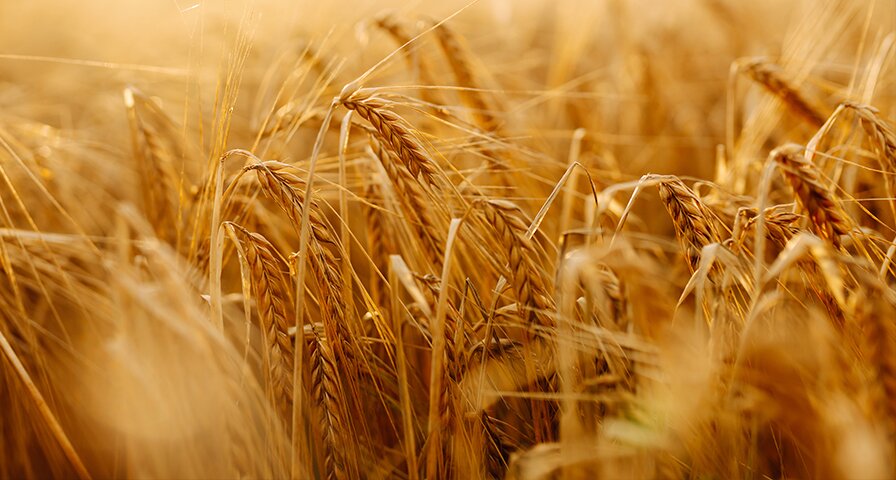 Nahaufnahme reifer Gerstenähren in einem goldenen Gerstenfeld.