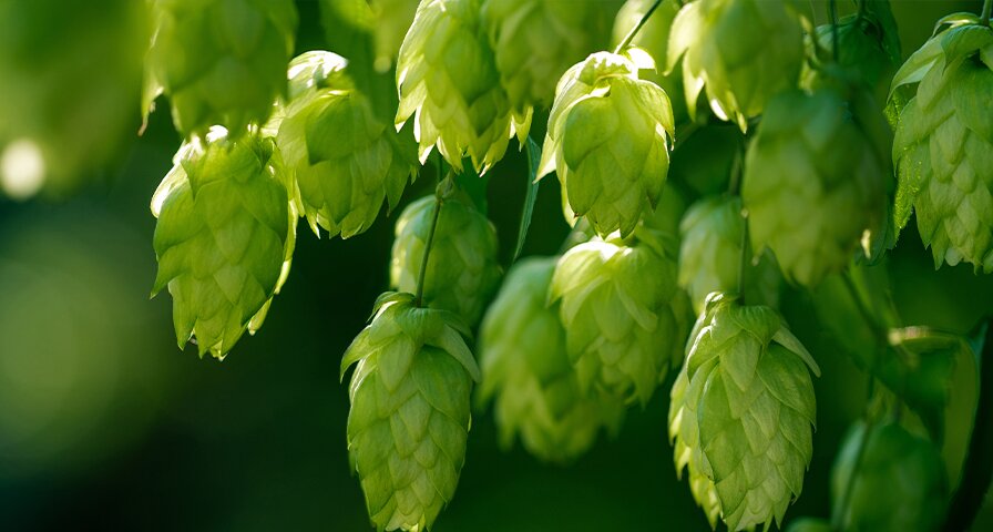 Grüne Hopfendolden an einer Hopfenpflanze im Sonnenlicht.