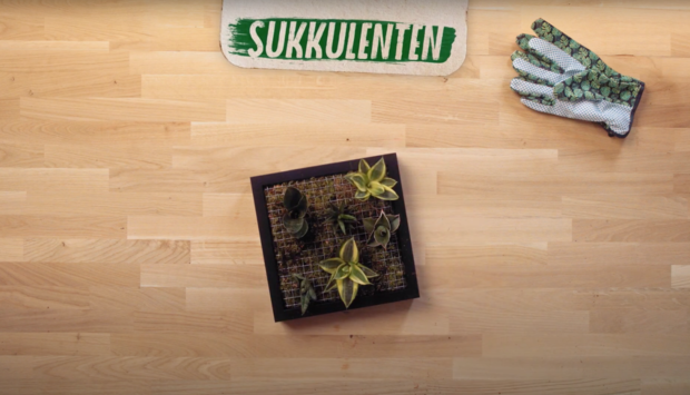 Eine quadratische Pflanzenschale mit verschiedenen Sukkulenten auf einer Holzoberfläche. Rechts liegt ein Gartenhandschuh mit grünem Muster.