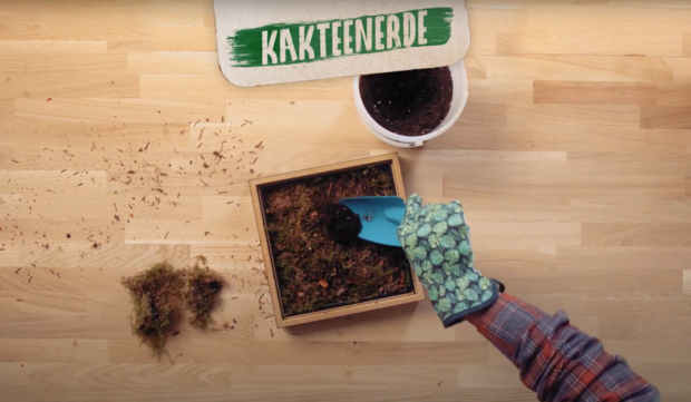 Eine Hand mit einem blauen Schaufelgerät füllt einen quadratischen Holzbehälter mit Kaktuserde. Im Hintergrund steht ein weißer Topf und es liegen Erde und Moos auf der Holzoberfläche.