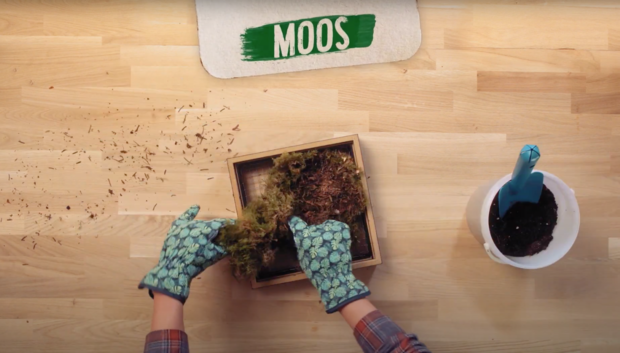 Eine Person mit blauen Handschuhen bearbeitet Moos in einer Holzschachtel auf einem Tisch. Neben der Schachtel befindet sich ein Behälter mit Erde und ein blauer Pflanzwerkzeug.