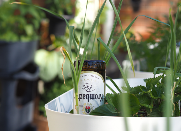 Ein Glasflasche 'Wyoming Pale Ale' steht zwischen grünen Pflanzen in einem weißen Pflanzgefäß. Die Flasche ist teilweise von hohen Pflanzen verdeckt.