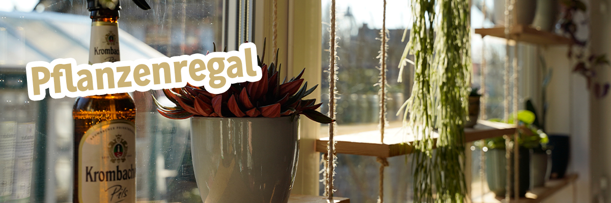 Holzfensterregal mit einer Pflanze und einer Krombacher Pilsflasche und Text: Pflanzenregal.