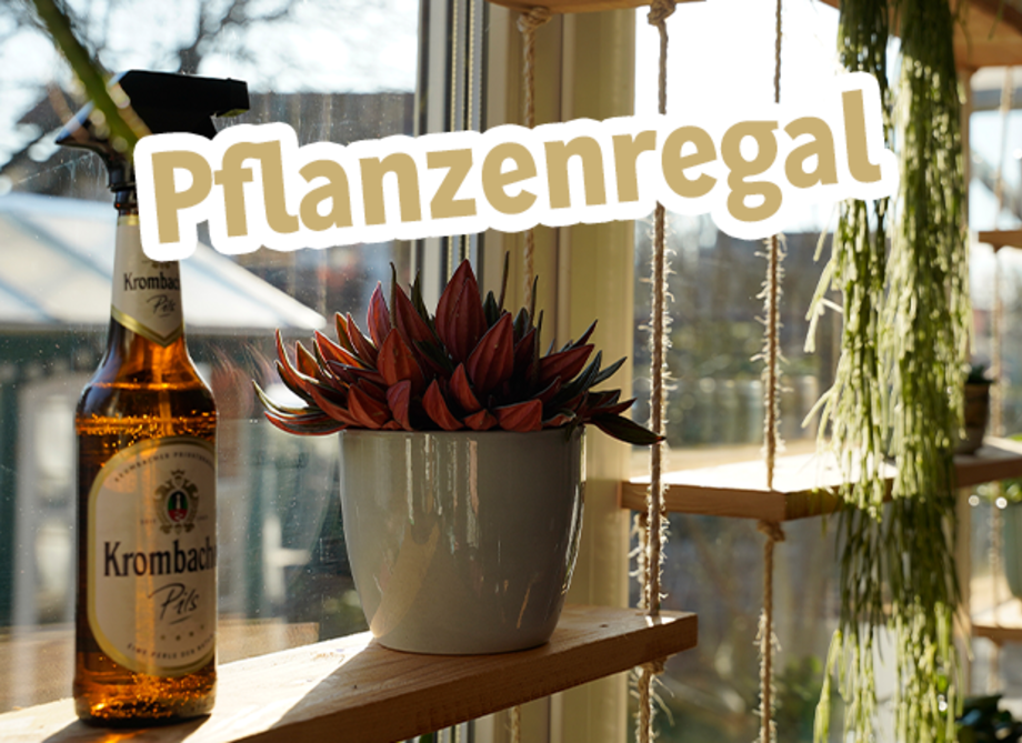 Holzfensterregal mit einer Pflanze und einer Krombacher Pilsflasche und Text: Pflanzenregal.