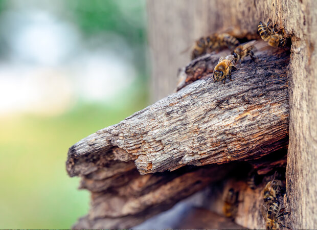 Bienen sind auf einem Holzast.