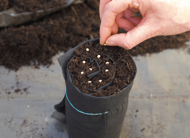 Eine Hand streut Samen in einen schwarzen Pflanzbeutel, der mit Erde gefüllt ist. Die Samen sind gleichmäßig in der Erde verteilt.