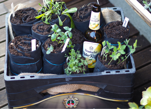 Ein schwarzer Kunststoffbehälter mit mehreren Töpfen, die mit Erde und Pflanzen gefüllt sind. Eine Flasche Kombacher Natur-Radler steht in der Mitte der Box.