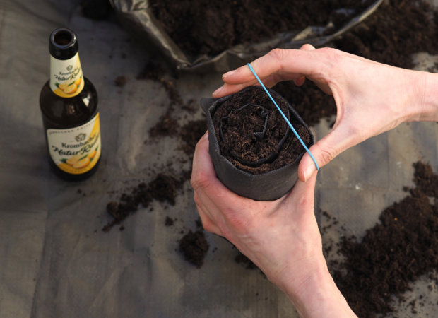 Eine Hand hält einen runden, schwarzen Pflanztopf, der mit Erde gefüllt ist und mit einem Gummiband gesichert ist. Neben dem Topf steht eine Flasche 'Krombacher Weizen'.