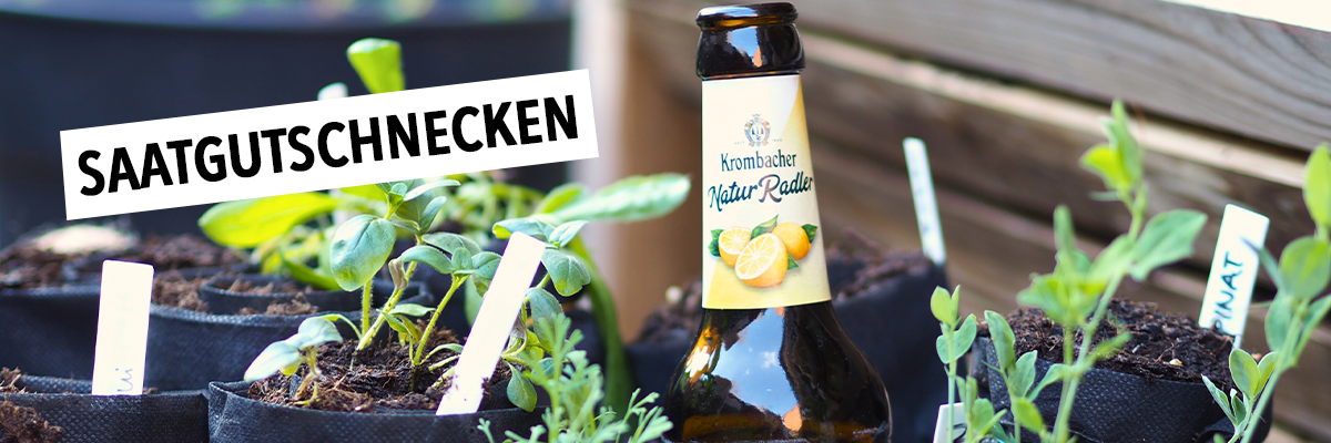 Ein Flasche 'Krombacher' mit Zitrone steht zwischen kleinen Pflanzen in Töpfen. Im Hintergrund sind Etiketten mit den Aufschriften 'SAATGUTSCHNECKEN' und 'THIMAT' sichtbar.