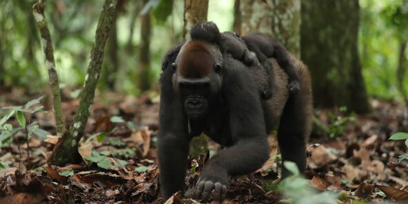 Gorilla mit zwei Jungtieren auf dem Rücken im Wald.