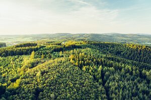 Luftaufnahme von einem Waldgebiet.